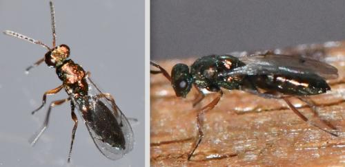 Pteromalinae